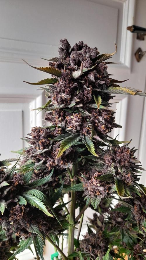 Lemon Cherry Cookies/Papaya Cookies. Week 12