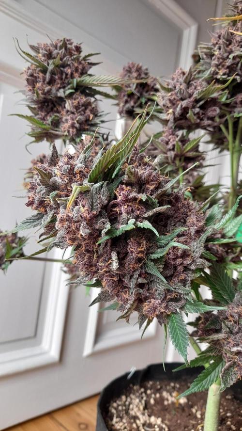 Lemon Cherry Cookies/Papaya Cookies. Week 12