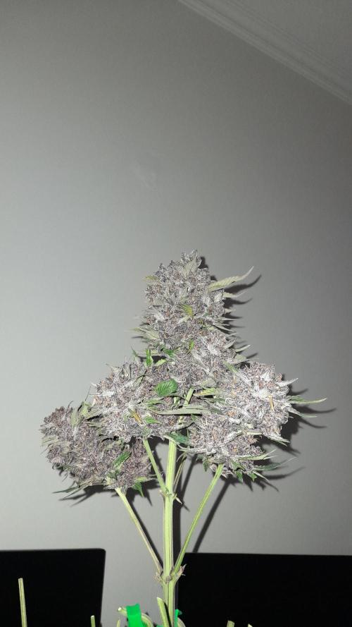 Lemon Cherry Cookies/Papaya Cookies. Week 12