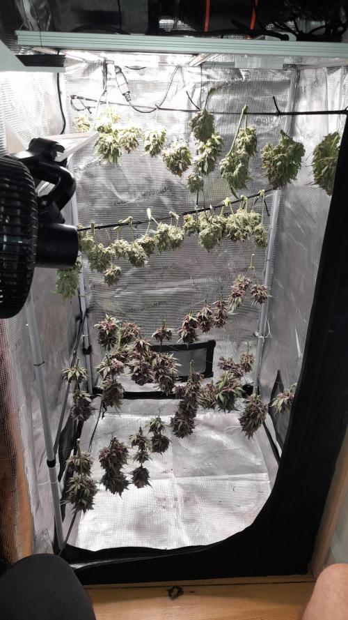 Lemon Cherry Cookies/Papaya Cookies. Week 12