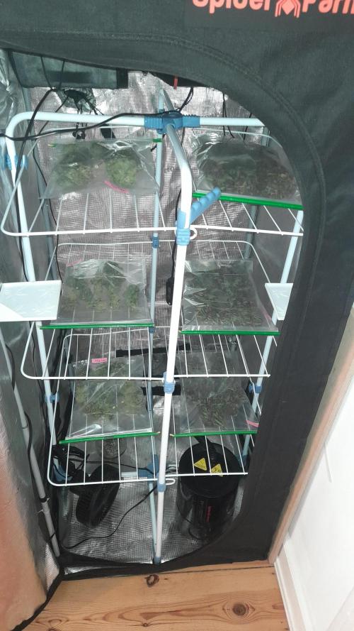 Lemon Cherry Cookies/Papaya Cookies. Week 12