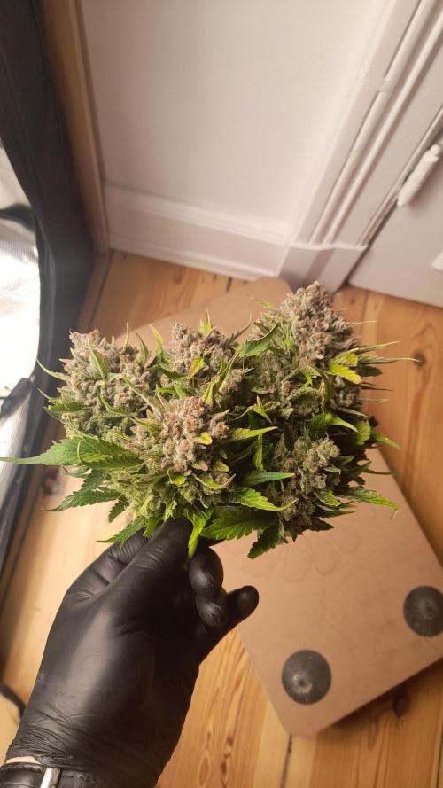 Lemon Cherry Cookies/Papaya Cookies. Week 12