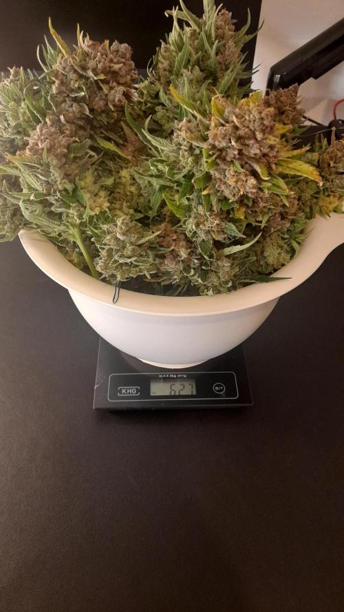 Lemon Cherry Cookies/Papaya Cookies. Week 12