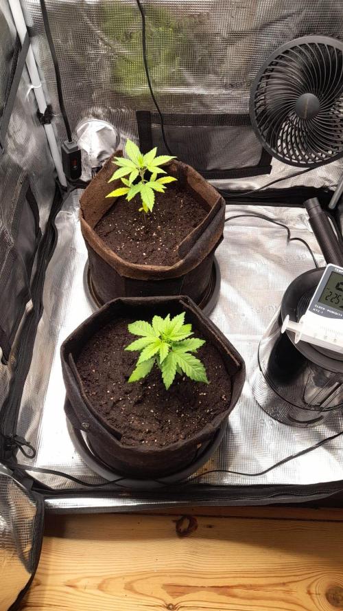StrawberryGorilla+TropicanaCookies-Auto. Week 4