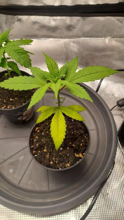 StrawberryGorilla+TropicanaCookies-Auto. Week 3 - Tropicana C. on the left - Strawberry G. on the right