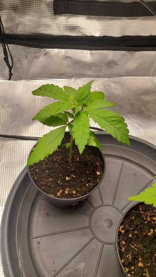 StrawberryGorilla+TropicanaCookies-Auto. Week 3