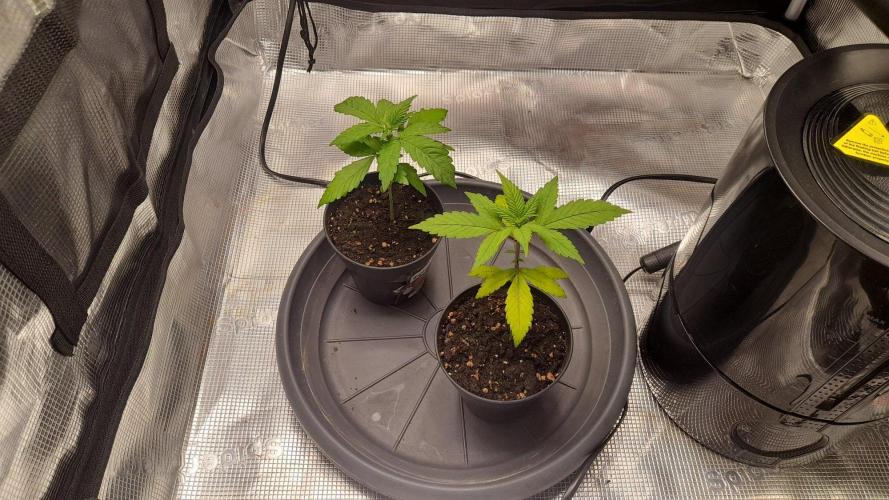 StrawberryGorilla+TropicanaCookies-Auto. Week 3 - Tropicana C. on the left - Strawberry G. on the right