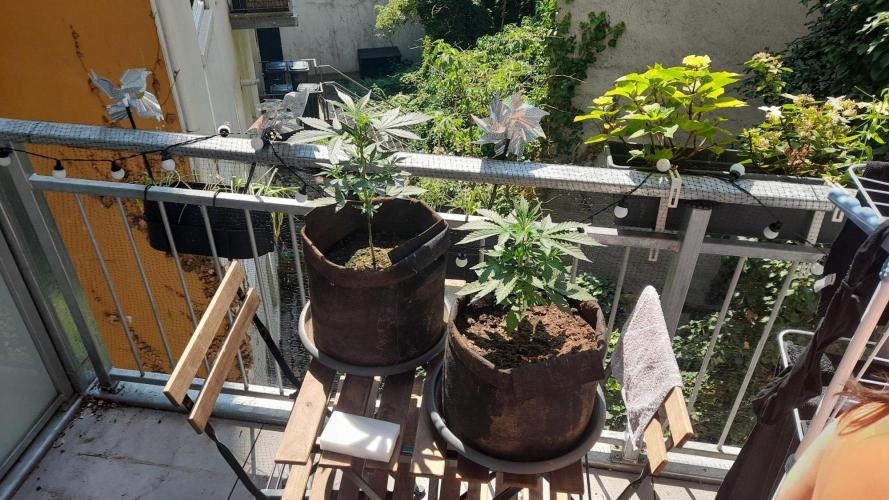 StrawberryGorilla+TropicanaCookies-Auto. Week 5