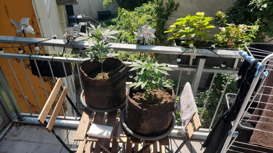 StrawberryGorilla+TropicanaCookies-Auto. Week 5