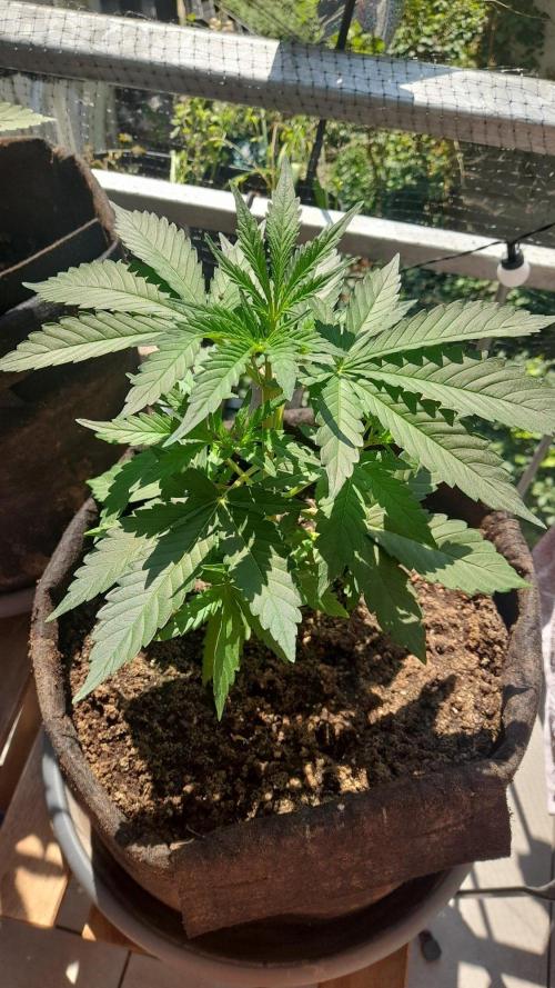 StrawberryGorilla+TropicanaCookies-Auto. Week 5
