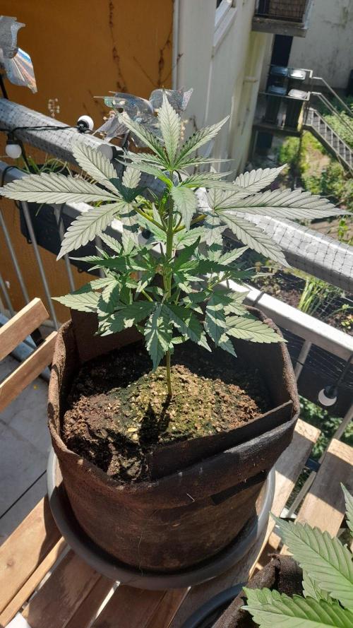 StrawberryGorilla+TropicanaCookies-Auto. Week 5