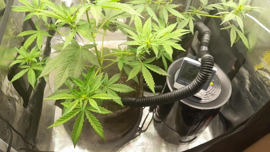 StrawberryGorilla+TropicanaCookies-Auto