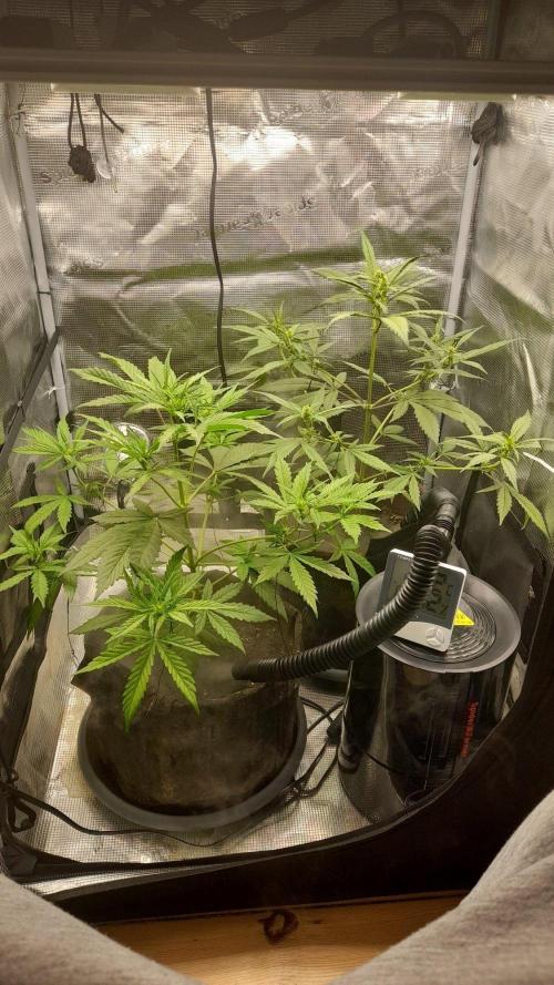 StrawberryGorilla+TropicanaCookies-Auto. Week 6