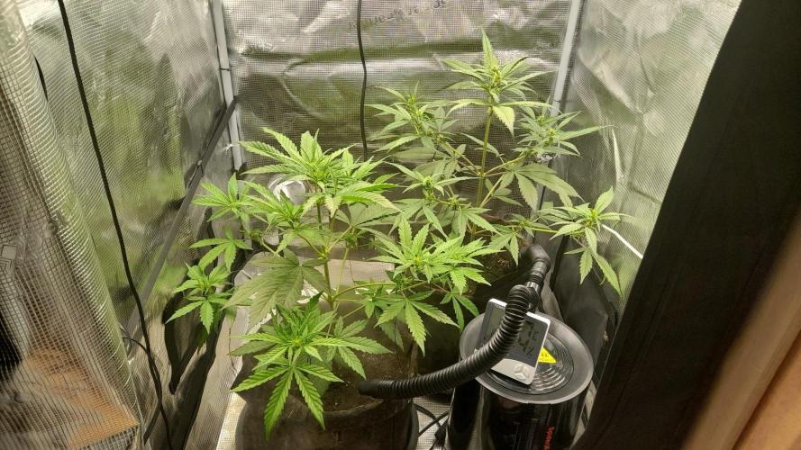 StrawberryGorilla+TropicanaCookies-Auto. Week 6