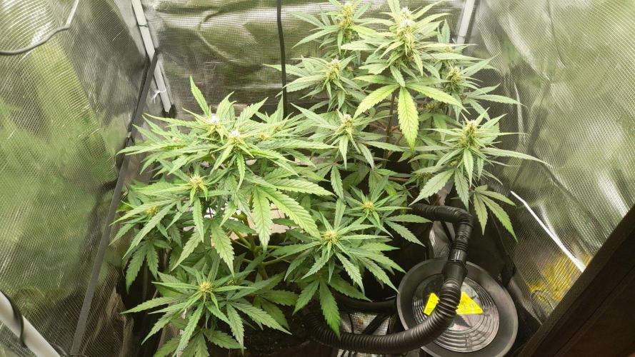 StrawberryGorilla+TropicanaCookies-Auto. Week 7 - Left: Tropicana Cookies - Right: Strawberry Gorilla