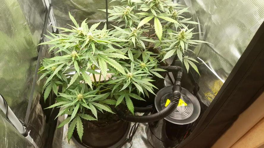 StrawberryGorilla+TropicanaCookies-Auto