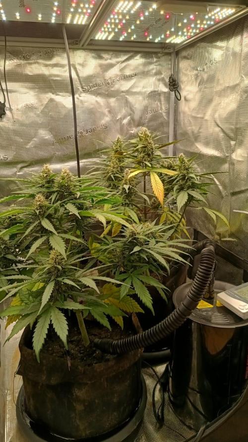 StrawberryGorilla+TropicanaCookies-Auto. Week 8