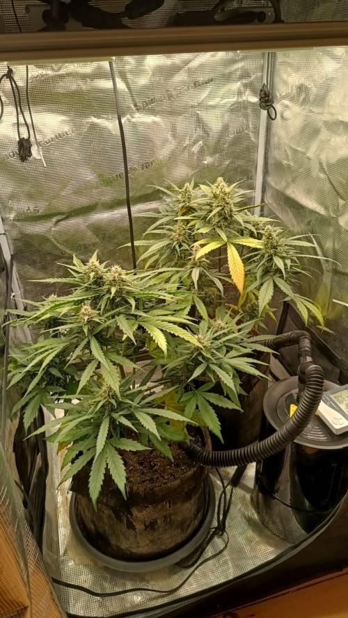 StrawberryGorilla+TropicanaCookies-Auto. Week 8