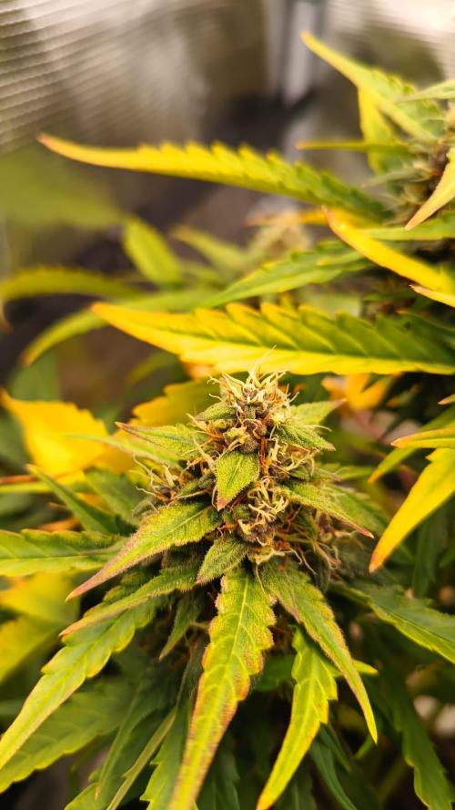 StrawberryGorilla+TropicanaCookies-Auto. Week 9 - Tropicana Cookies