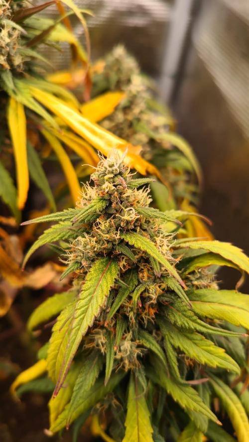 StrawberryGorilla+TropicanaCookies-Auto. Week 9 - Strawberry Gorilla