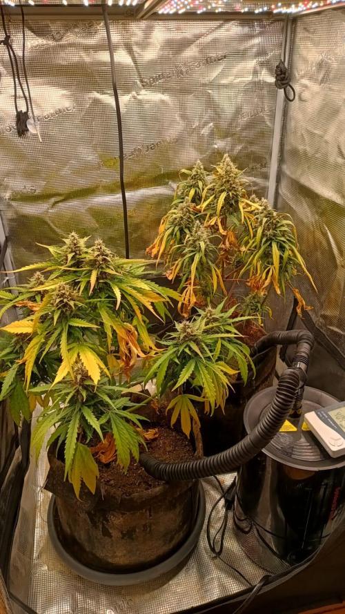 StrawberryGorilla+TropicanaCookies-Auto. Week 9