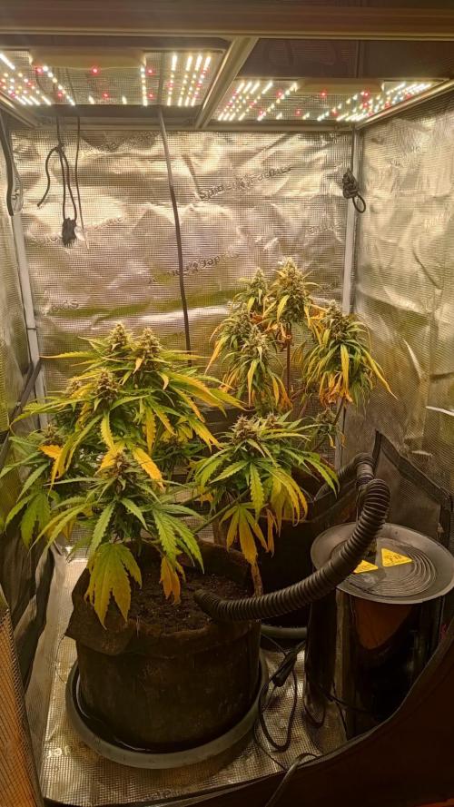 StrawberryGorilla+TropicanaCookies-Auto. Week 9