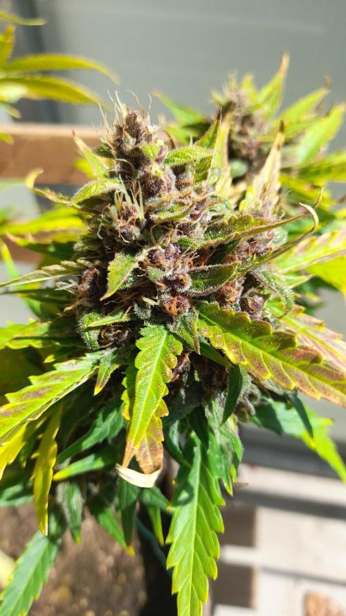 StrawberryGorilla+TropicanaCookies-Auto. Week 10 - Tropicana