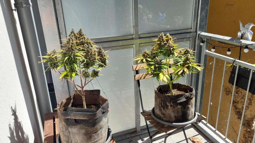 StrawberryGorilla+TropicanaCookies-Auto. Week 10 - Strawberry on the Left - Tropicana on the Right