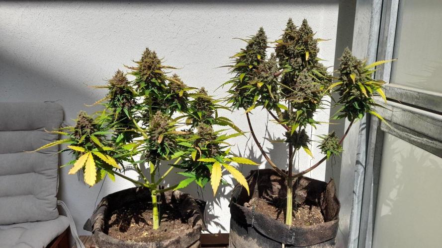 StrawberryGorilla+TropicanaCookies-Auto. Week 10 - Tropicana Left - Strawberry Right