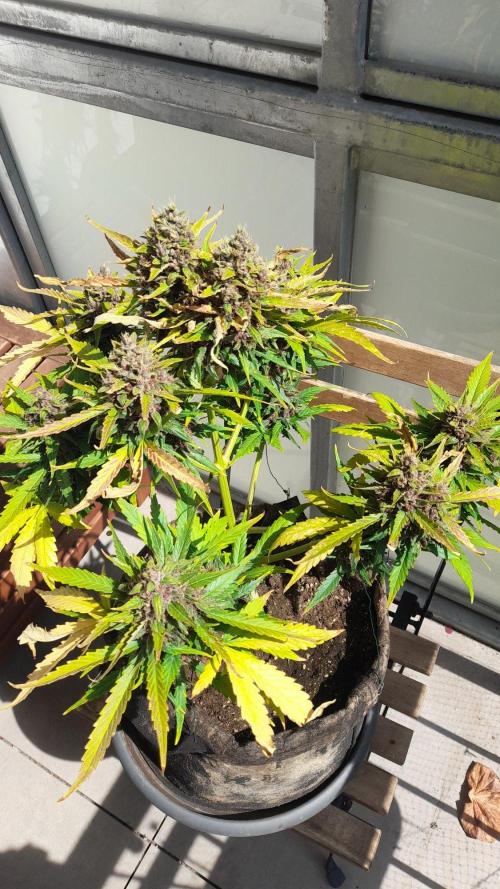 StrawberryGorilla+TropicanaCookies-Auto. Week 10 - Tropicana