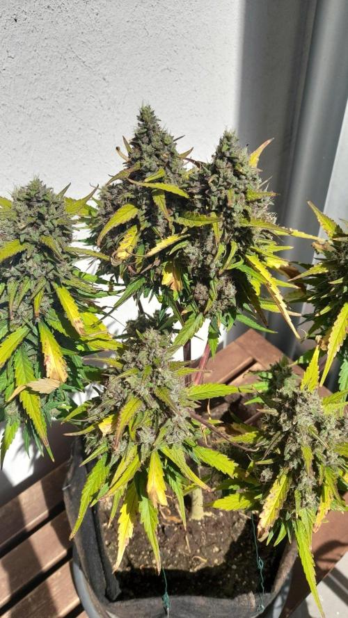 StrawberryGorilla+TropicanaCookies-Auto. Week 10 - Strawberry Double Top-Cola Bud