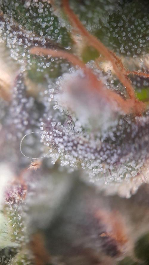 StrawberryGorilla+TropicanaCookies-Auto. Week 11