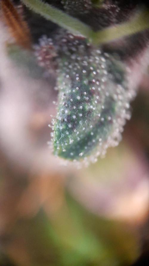 StrawberryGorilla+TropicanaCookies-Auto. Week 11