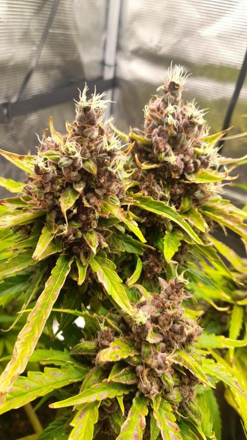 StrawberryGorilla+TropicanaCookies-Auto. Week 11