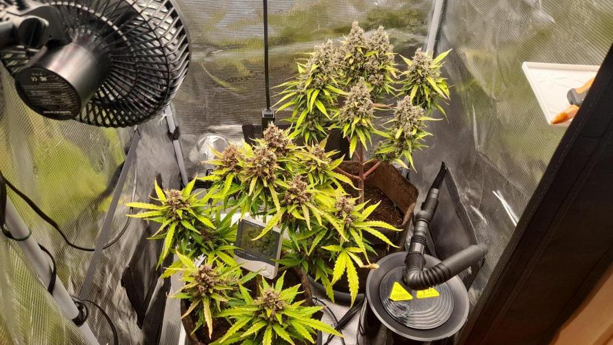 StrawberryGorilla+TropicanaCookies-Auto. Week 11
