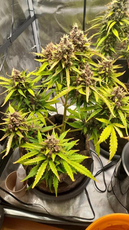 StrawberryGorilla+TropicanaCookies-Auto. Week 11