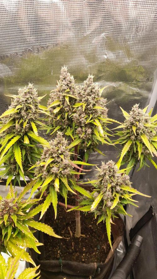 StrawberryGorilla+TropicanaCookies-Auto. Week 11