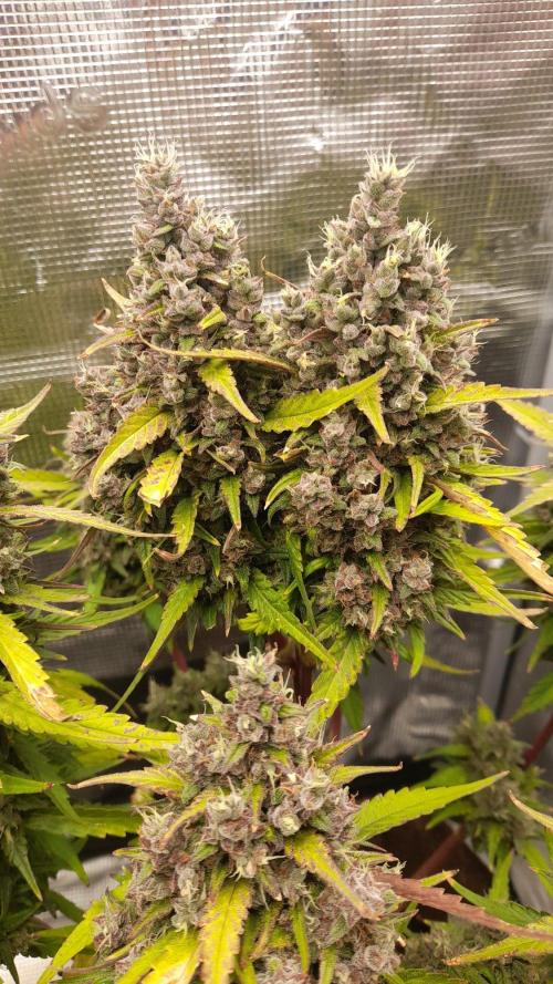 StrawberryGorilla+TropicanaCookies-Auto. Week 11