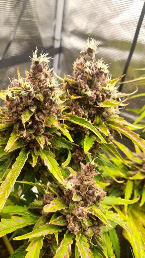 StrawberryGorilla+TropicanaCookies-Auto. Week 11