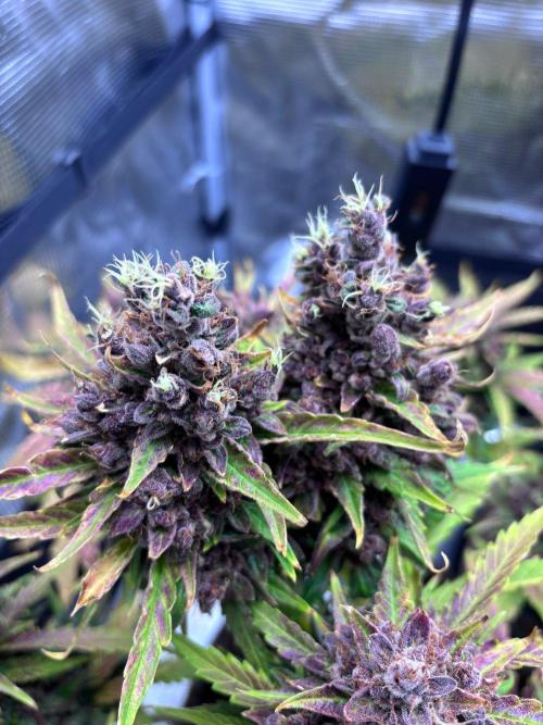 StrawberryGorilla+TropicanaCookies-Auto. Week 12 - Tropicana Cookies Auto - Twin Headbud