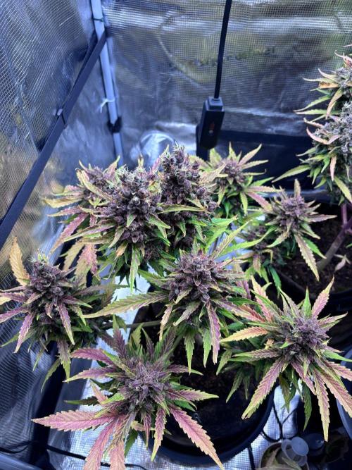 StrawberryGorilla+TropicanaCookies-Auto. Week 12 - Tropicana Cookies Auto