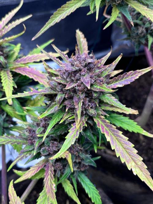 StrawberryGorilla+TropicanaCookies-Auto. Week 12 - Tropicana Cookies Auto