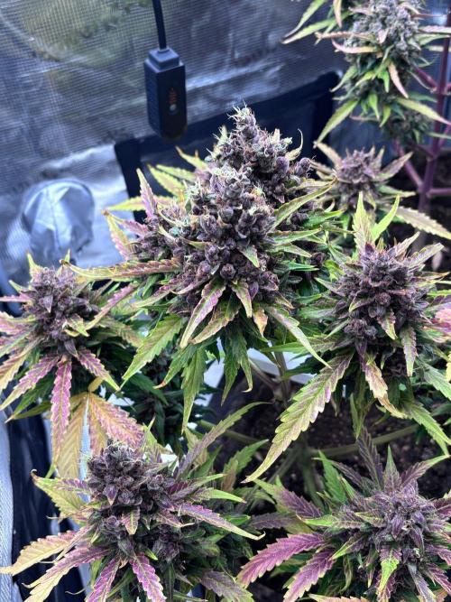 StrawberryGorilla+TropicanaCookies-Auto. Week 12 - Tropicana Cookies Auto