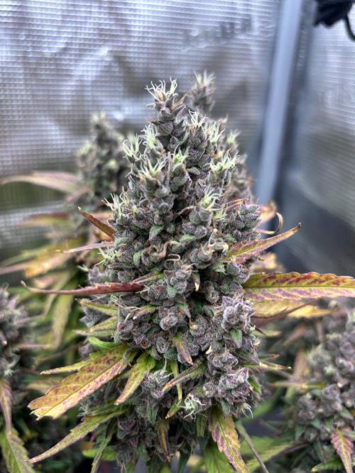 StrawberryGorilla+TropicanaCookies-Auto. Week 12 - Strawberry Gorilla Auto