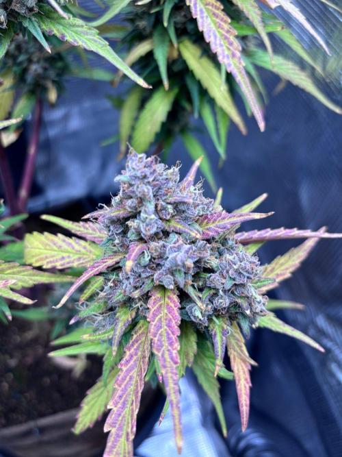 StrawberryGorilla+TropicanaCookies-Auto. Week 12 - Strawberry Gorilla Auto
