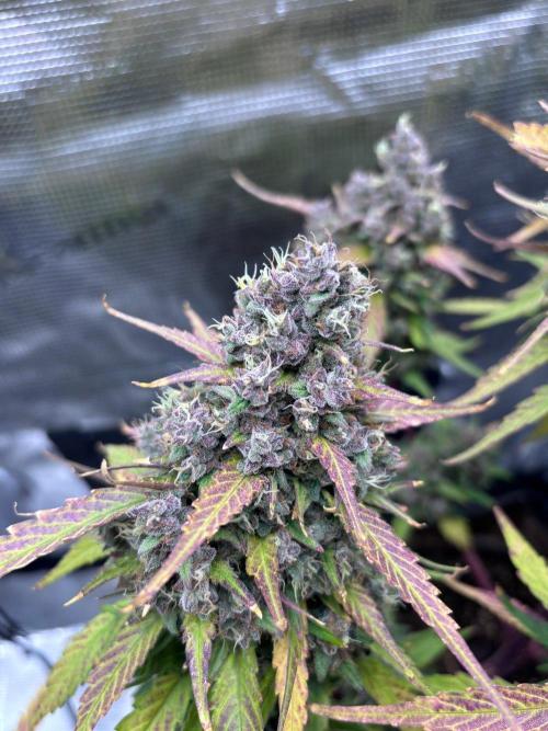 StrawberryGorilla+TropicanaCookies-Auto. Week 12 - Strawberry Gorilla Auto