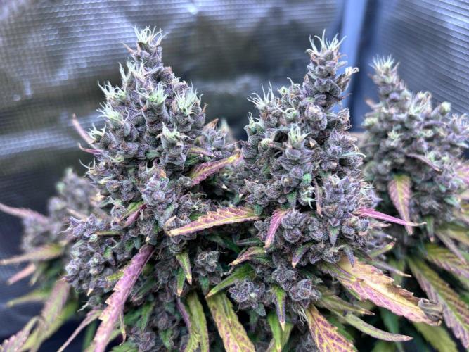 StrawberryGorilla+TropicanaCookies-Auto. Week 12 - Strawberry Gorilla Auto - Twin Headbud