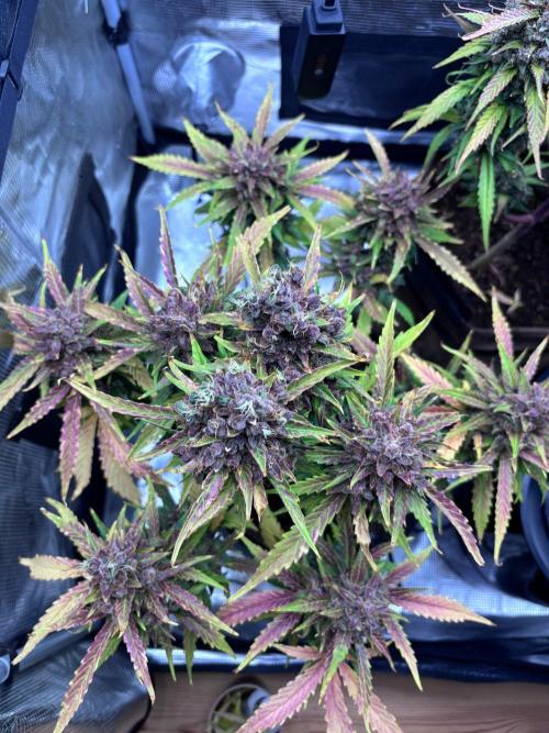 StrawberryGorilla+TropicanaCookies-Auto. Week 12 - Tropicana Cookies Auto