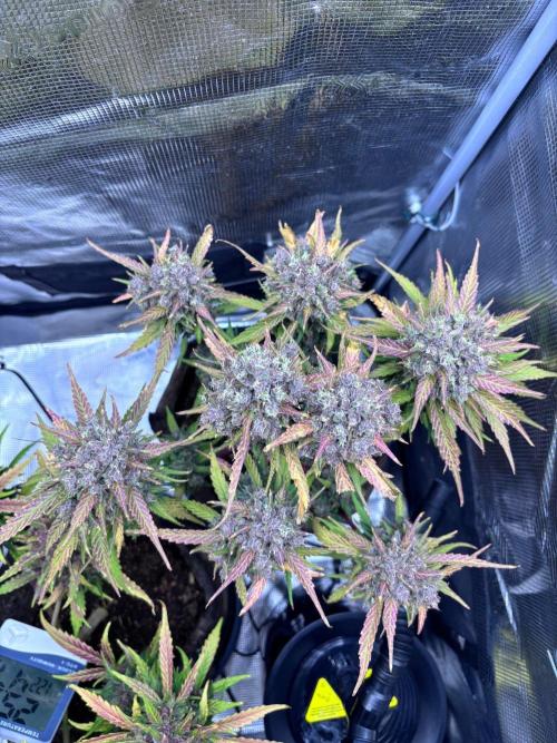 StrawberryGorilla+TropicanaCookies-Auto. Week 12 - Strawberry Gorilla Auto