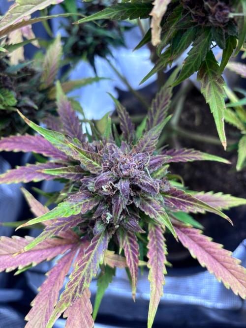 StrawberryGorilla+TropicanaCookies-Auto. Week 12 - Tropicana Cookies Auto